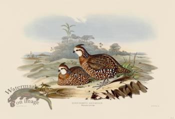 13 Whie-faced partridge
